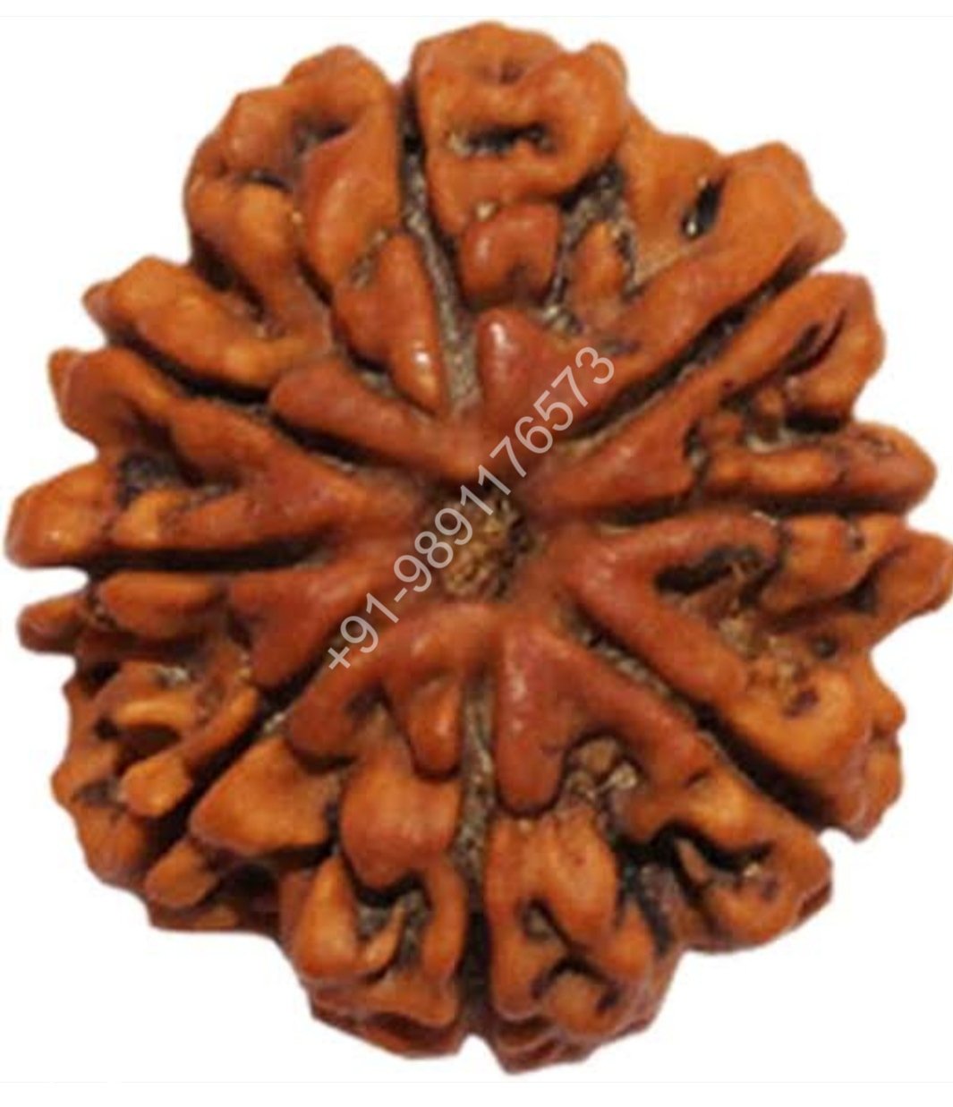EIGHT FACE EIGHT MUKHI RUDRAKSH BEAD